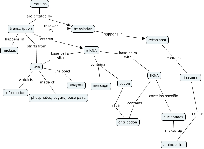Protein Synthesis Concept Map.cmap?rid=1P014F7CX 1D8R6V4 178F&partName=htmljpeg